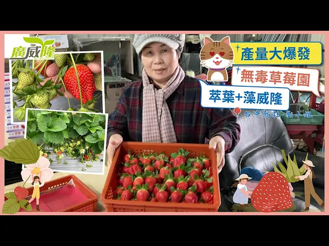 劉小姐_台中新社【萃葉+藻威隆】草莓產量爆增，連種植的蔬菜一樣又大又漂亮
