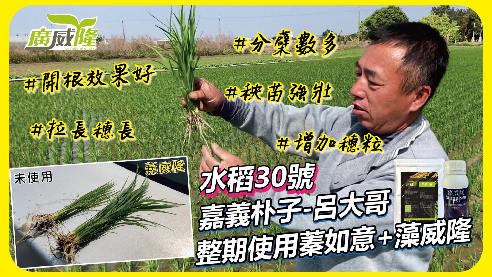 呂大哥_嘉義朴子_【蓁如意+藻威隆】水稻分蘗數多、根系生長粗壯，和沒使用相比真的差很多