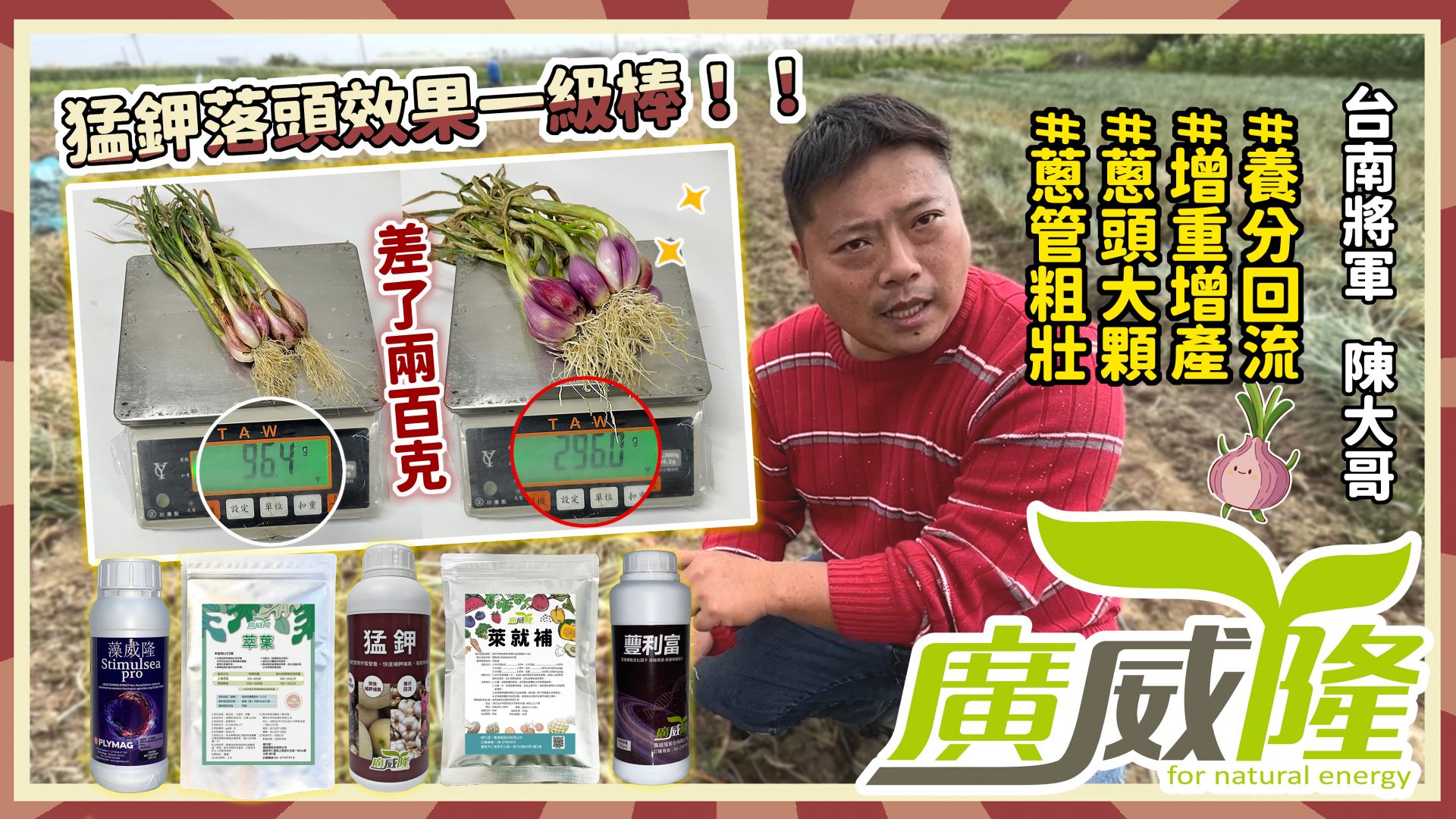 台南將軍_陳大哥【猛鉀+萊就補+萃葉+藻威隆+蘴利富】好物加持，紅蔥頭落頭一級棒、品質更亮眼！陳大哥