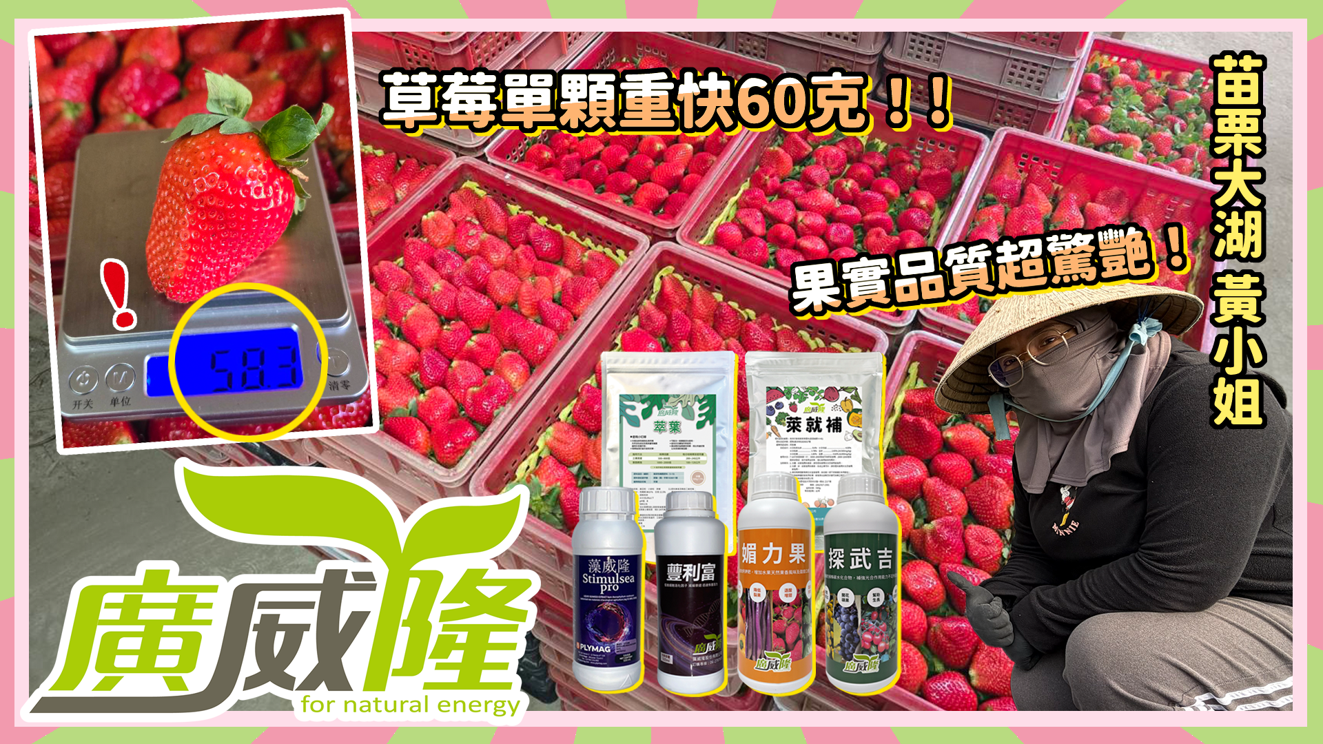 苗栗大湖_黃小姐【萊就補+媚力果+探武吉+萃葉+藻威隆＋蘴利富】你莓有看錯！草莓一期花不輸二期花！產