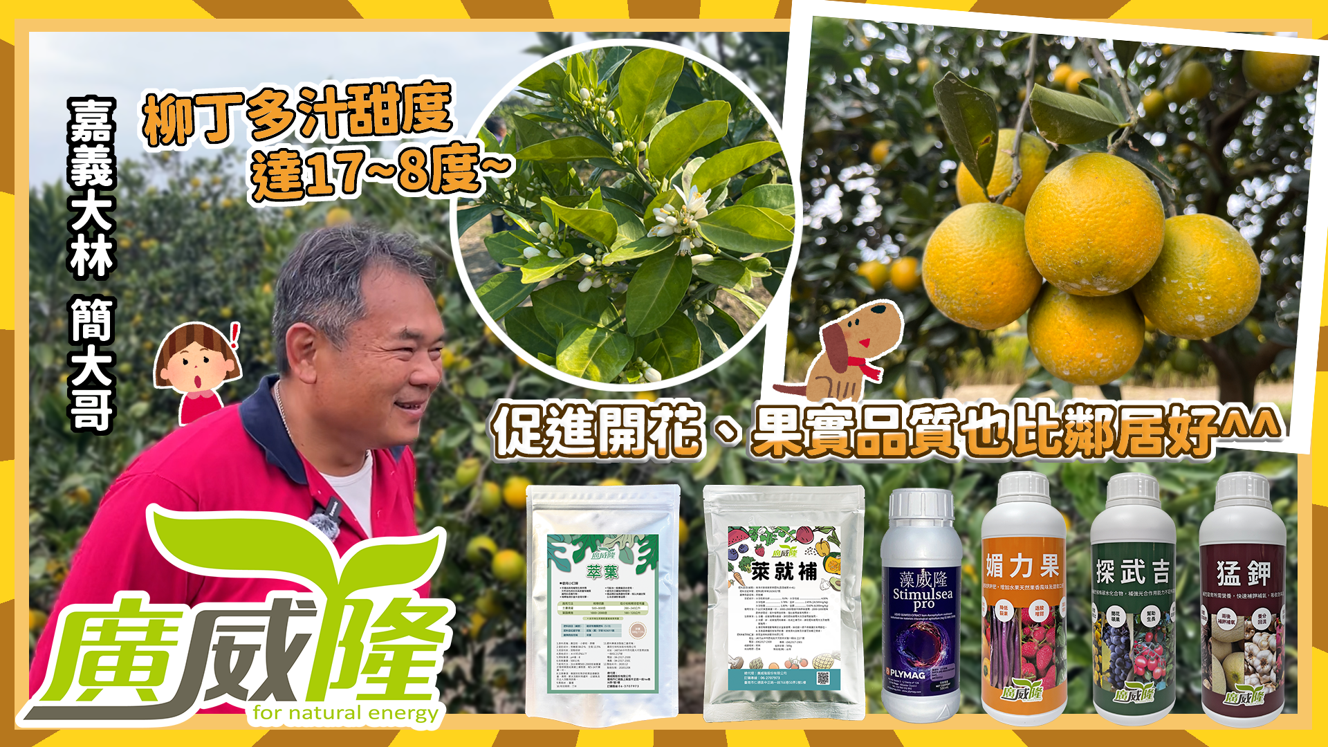 嘉義大林_簡大哥【萃葉+藻威隆+萊就補+媚力果+探武吉+猛鉀】守住柳丁穩產又高品質的關鍵！！難怪6年