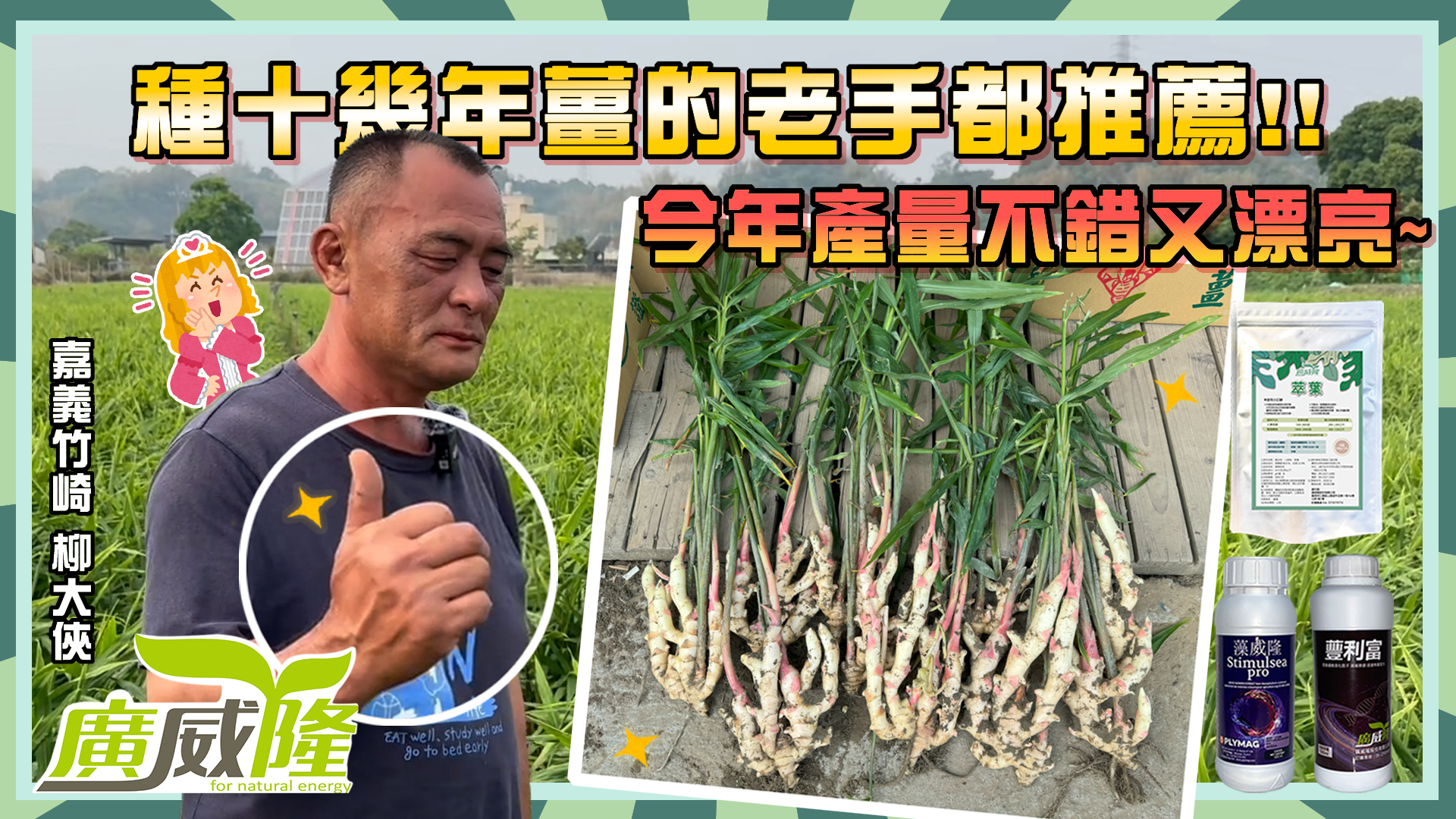 嘉義竹崎_柳大俠【萃葉+藻威隆+蘴利富】種植十幾年嫩薑的老手都驚呼，今年產量不錯又漂亮，推薦給大家啦